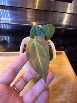 Anthurium First Knight x Parrot Fish (VARIEGATED) (MOVING SALE)