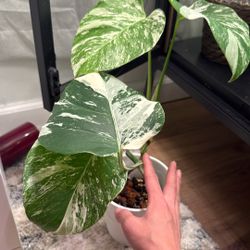 Monstera Albo 