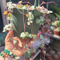 String Of Hearts 💕 