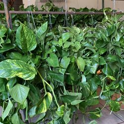 Pothos Plant Hanging 22$ Each