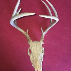 Deer Skull