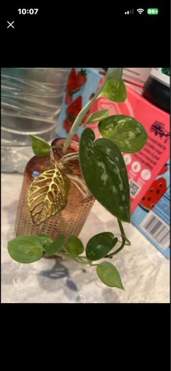 Scindapsus pictus ‘Argyraeus’ or Satin Pothos Rooted Propogation Starter Plants
