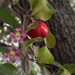 Barbados Cherry Tree