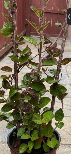 Paederia Tometosa Plants