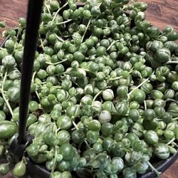 Variegated String Of Pearls Cuttings (pls Read Description Below)