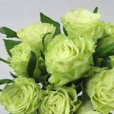 Rare European, Japan rose plants , Dynamic 