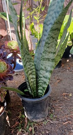 Snake Plant 