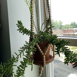 Succulent 