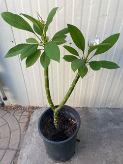 Arbolito natural $$20