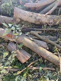 Firewood logs free