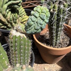 Grafted Glorp Cactus