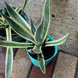 Agave Americana Variegata, Century Plant