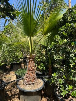 Mexican fan palm 25gal