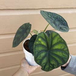6” Alocasia Dragon Scale Big Leafs