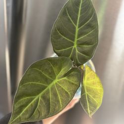 Alocasia 
