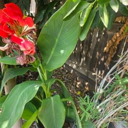 Hasn't Bloom Yet. Pick Up Only 