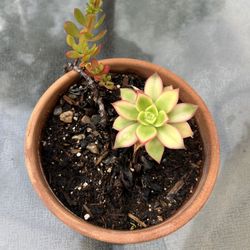 2 Succulents :)