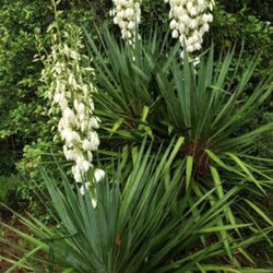 Yucca