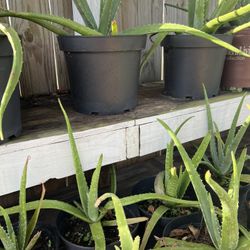 Aloe Vera / Sabila 