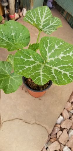 Zucchini and squash plant