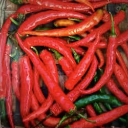Cayenne Chilli Plant