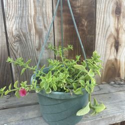 Full Sun Ivy Plant In 8” Pot 