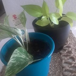 Plants for Inside!  Two! Please!