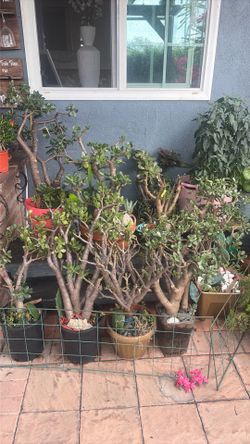 Large Jade plants for sale. Come see