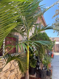 King Palm Installation offer too