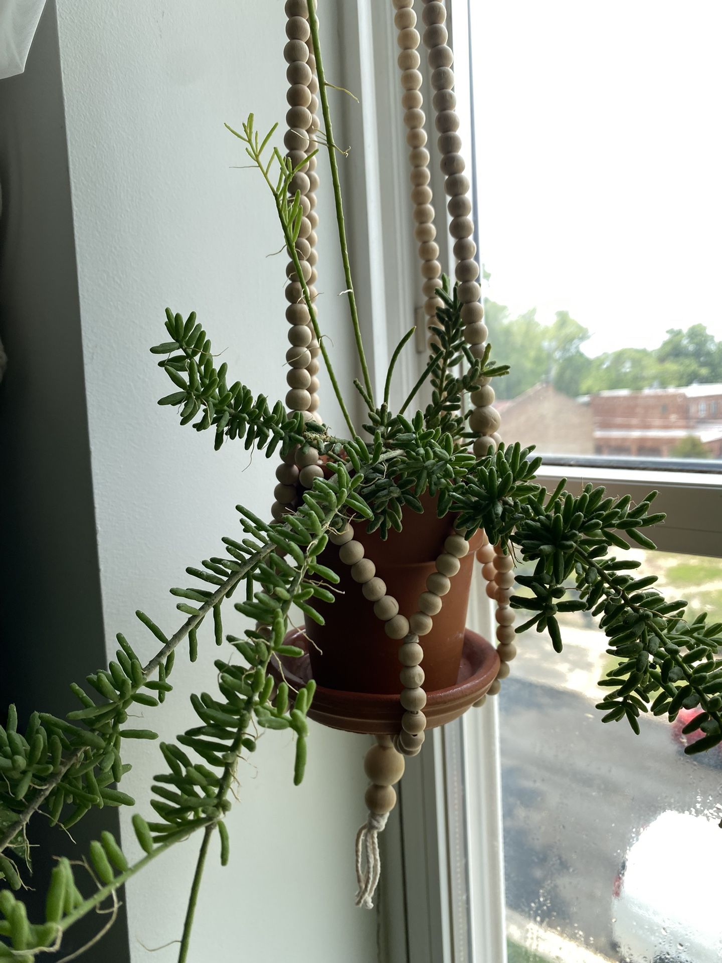 Succulent