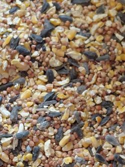 Bird food
