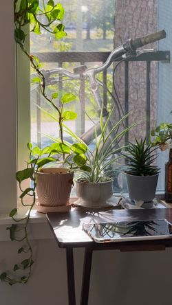 Healthy Long Money Plant in Pink Ceramic Pot