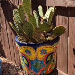 Opuntia With Pot