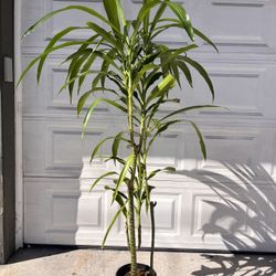 Dracaena