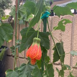 Planta Asian Lanter