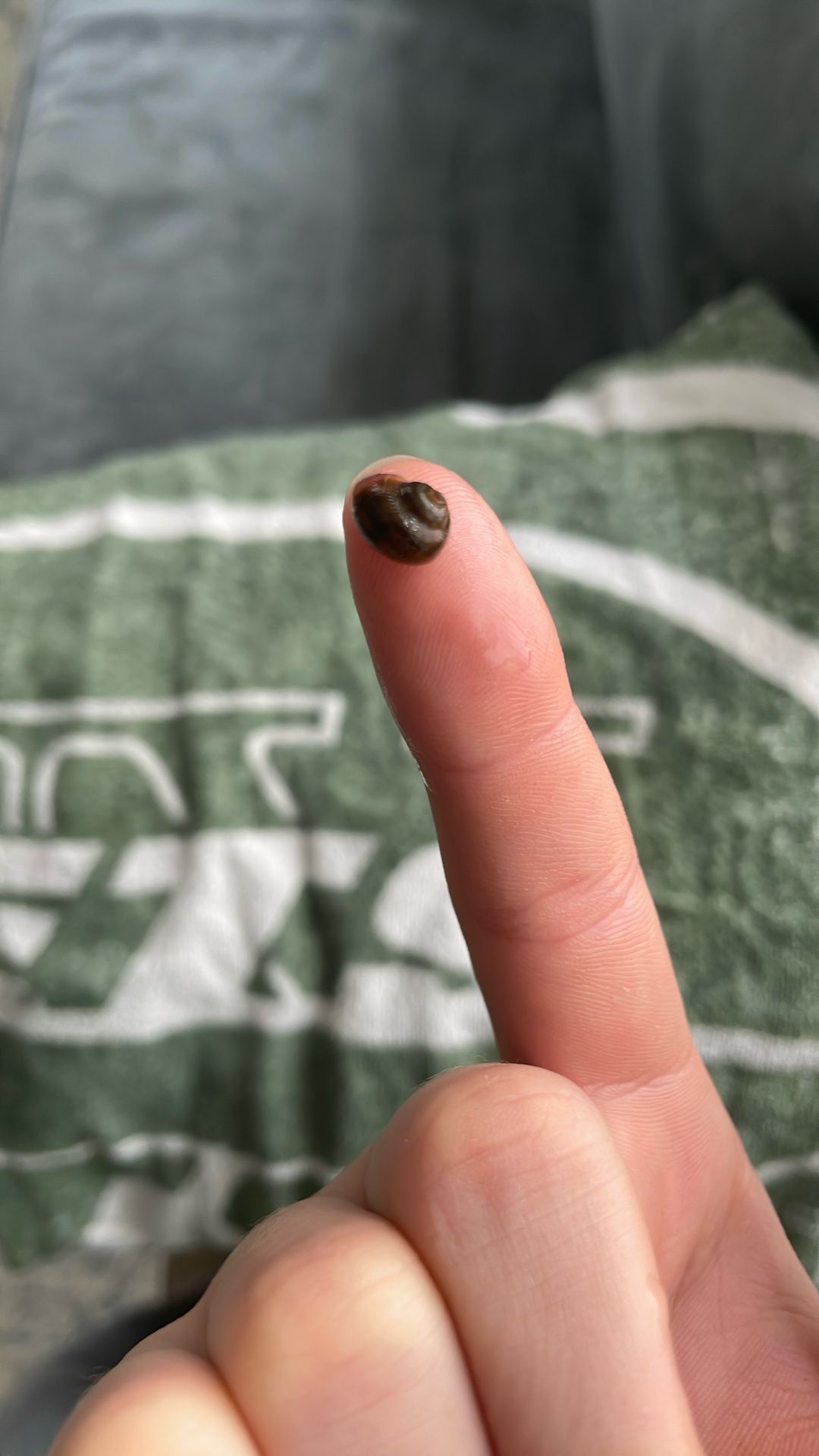 Baby Snails