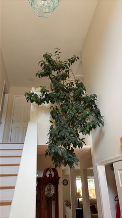 Ficus tree ￼