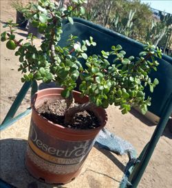Elephant plant maintained to look like a tree