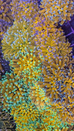 Saltwater Aquarium Banana Torch Corals Fake Decorations  Coral Frags