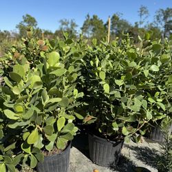 Clusia 7 Gallon Plants