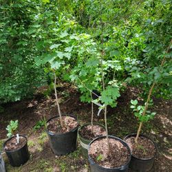 Sugar Maple Tree