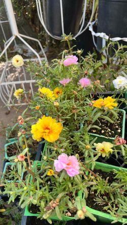 Portulaca