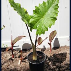 Upright Jumbo Elephant Ear (Alocasia macrorrhiza)