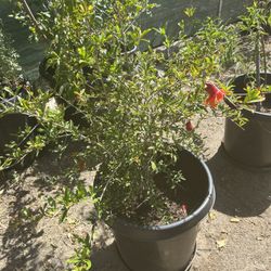 Pomegranate