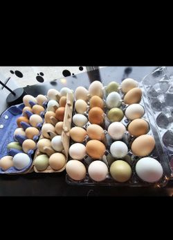 eggs , chicken&duck