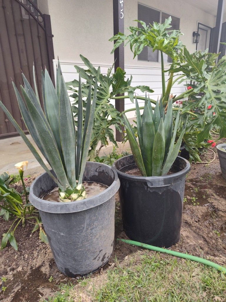 Mezcal/Blue Agave