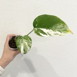 Monstera Albo