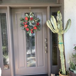 6'6" Cactus