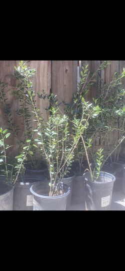 multiple trunks are $35 each Olive trees, 2 1/2 and 3 foot tall $30 each multiple trunks are $35 each