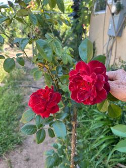 Roses Plants
